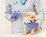 Kalendarz szczepień psów.