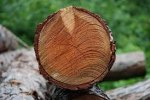Wycinka drzew - zmiany w przepisach