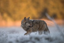 Wilk. Obecność gatunku w województwie zachodniopomorskim